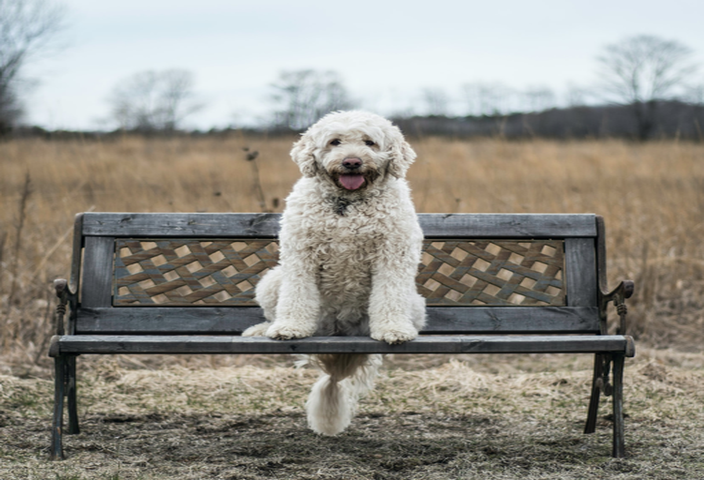 A white dog sitting on a bench in a field